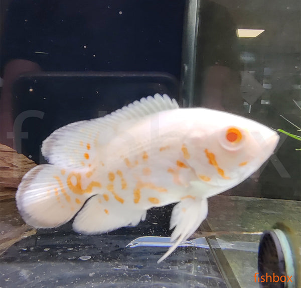 Astronotus ocellatus ALBINO RED TIGER - fishbox