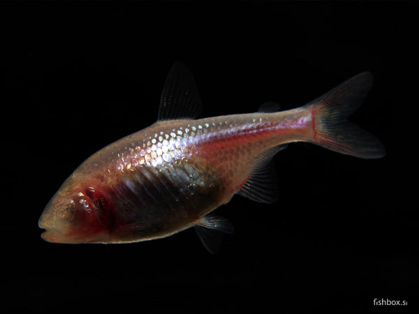 Astyanax mexicanus - fishbox