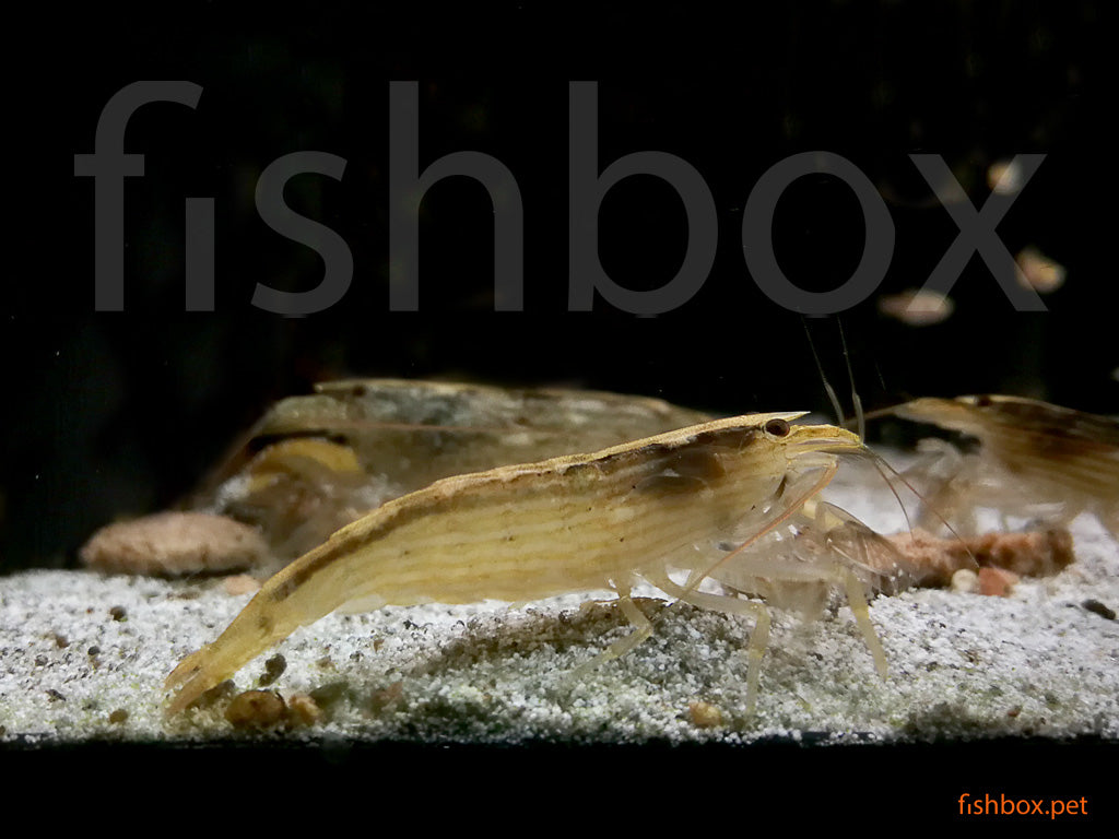 Atyopsis moluccensis - skalna pahljačarka / bamboo shrimp - fishbox
