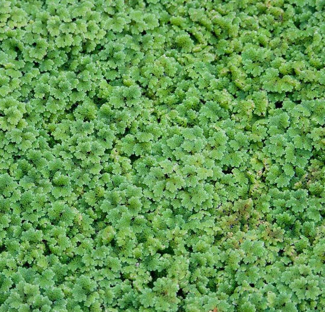 Azolla caroliniana