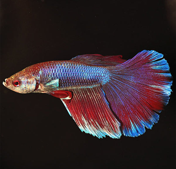 Betta splendens – siamska bojna ribica / Siamese Fighting Fish - SUPERDELTA