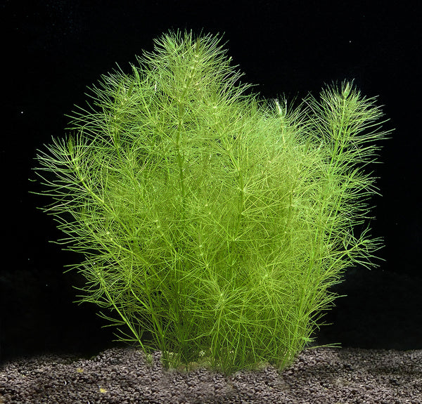 Bacopa myriophylloides