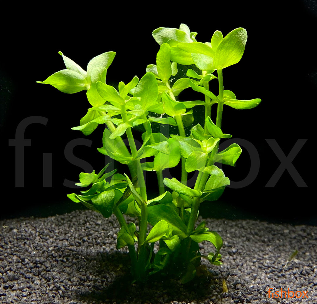 Bacopa Caroliniana - fishbox