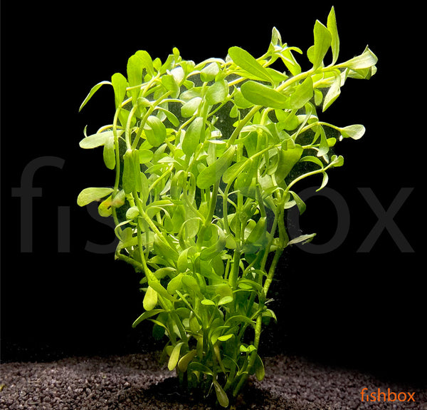 Bacopa Monnieri - fishbox