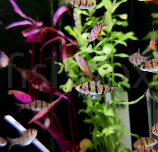 Barbus pentazona - petprogasta mrenica / Five-banded Barb - fishbox