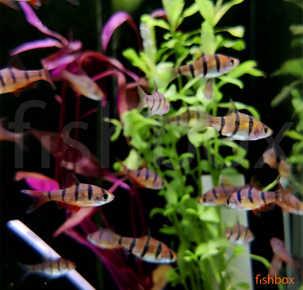 Barbus pentazona - petprogasta mrenica / Five-banded Barb - fishbox