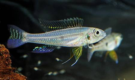 Biotoecus opercularis (Steindachner, 1875) - fishbox