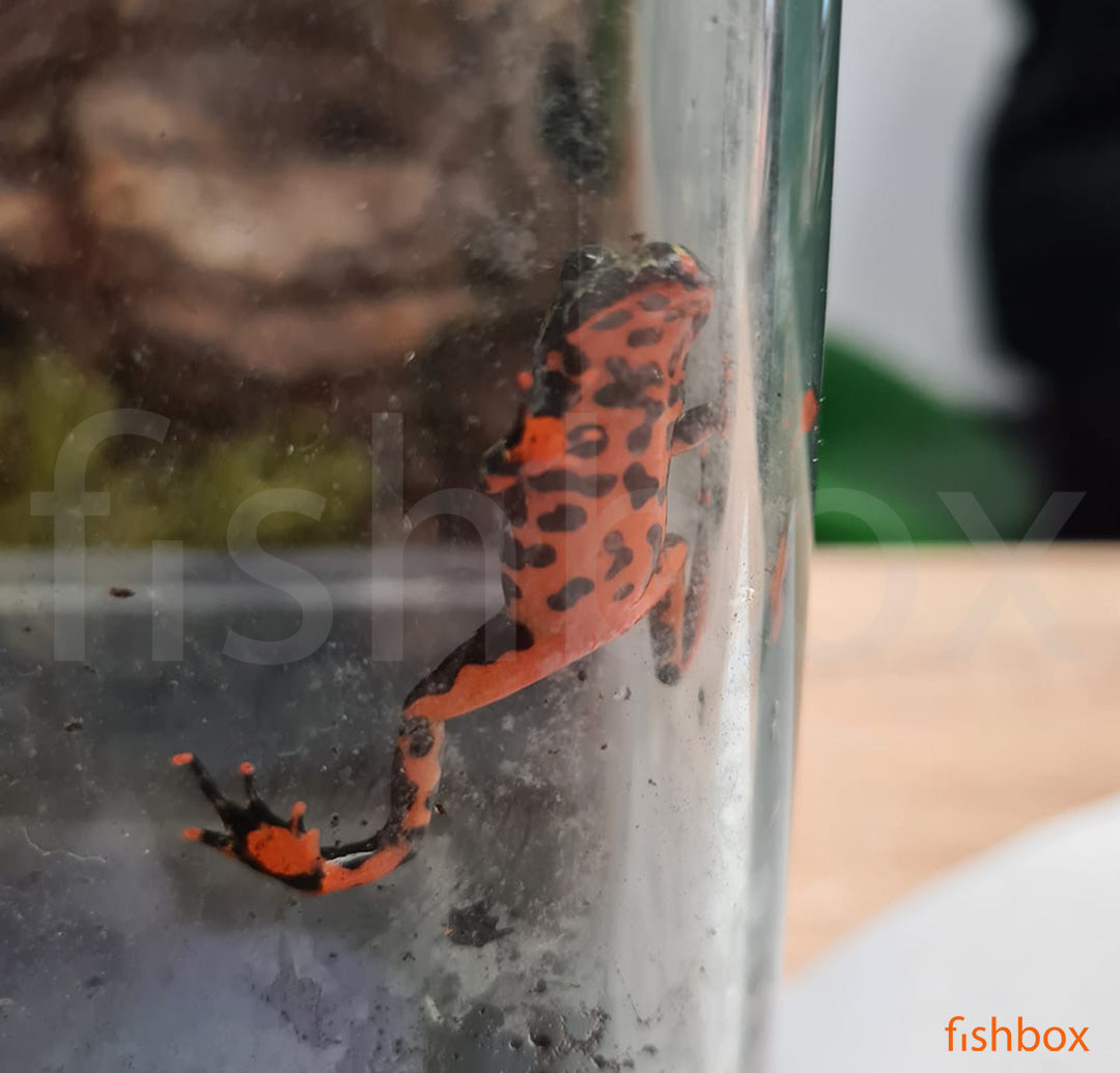 Bombina orientalis - Orientalski ali azijski urh / Oriental Fire-bellied Toad - fishbox