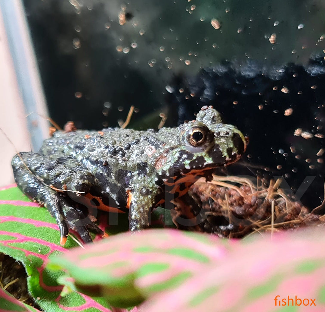 Bombina orientalis - Orientalski ali azijski urh / Oriental Fire-bellied Toad - fishbox