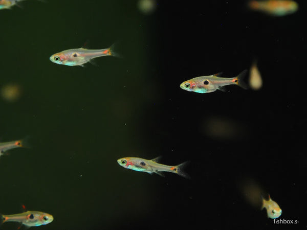 Boraras maculatus - fishbox