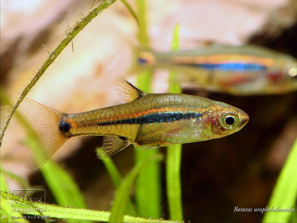 Boraras urophthalmoides - fishbox