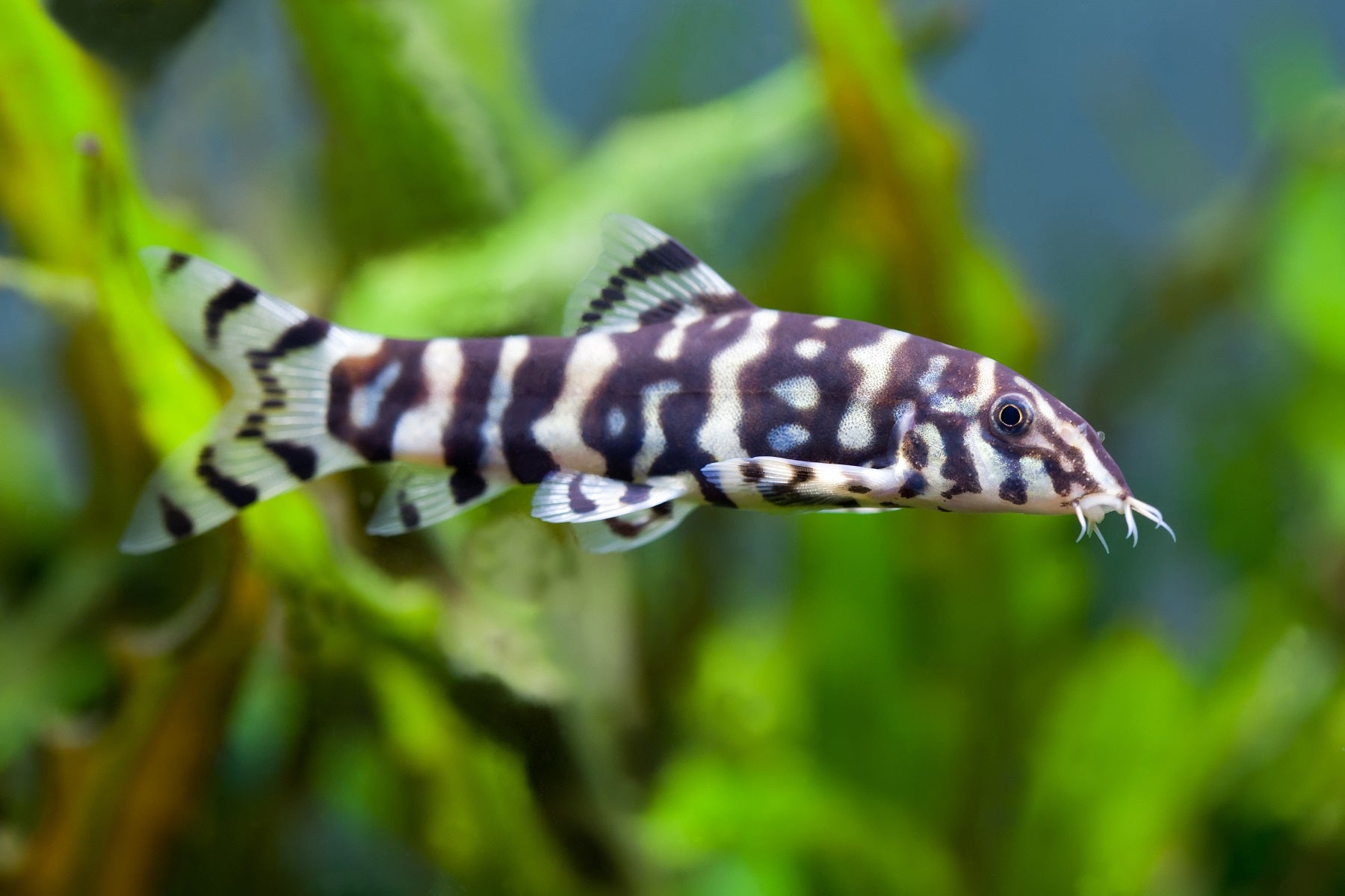 Botia almorhae / Yo-Yo Loach