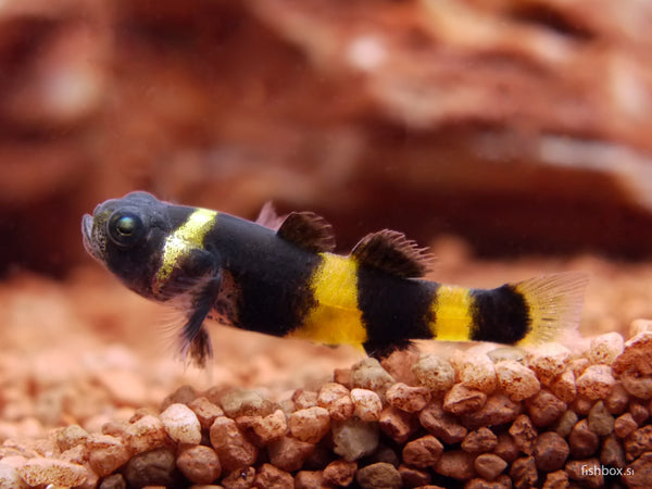 Brachygobius doriae - fishbox