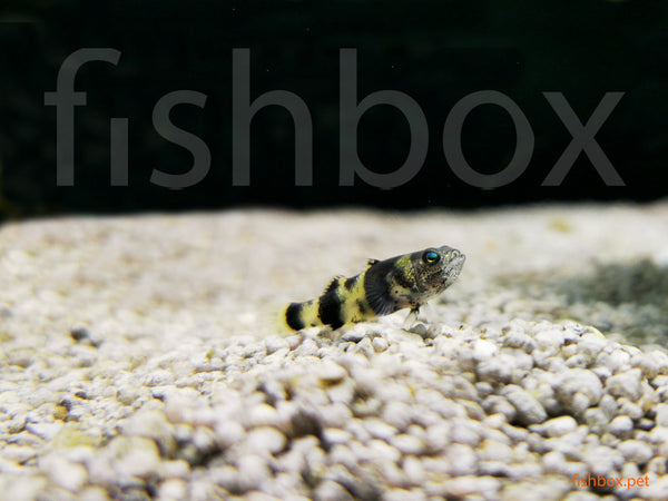 Brachygobius aggregatus; Schooling Bumblebee Goby - fishbox