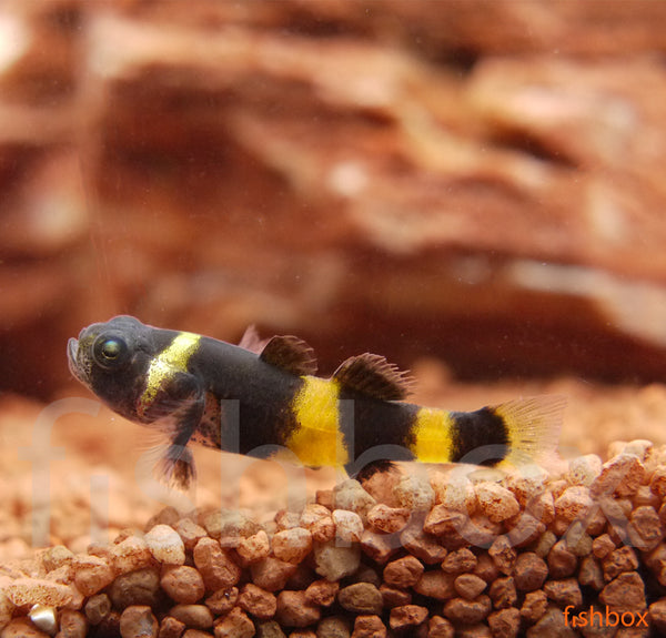 Brachygobius aggregatus; Schooling Bumblebee Goby - fishbox
