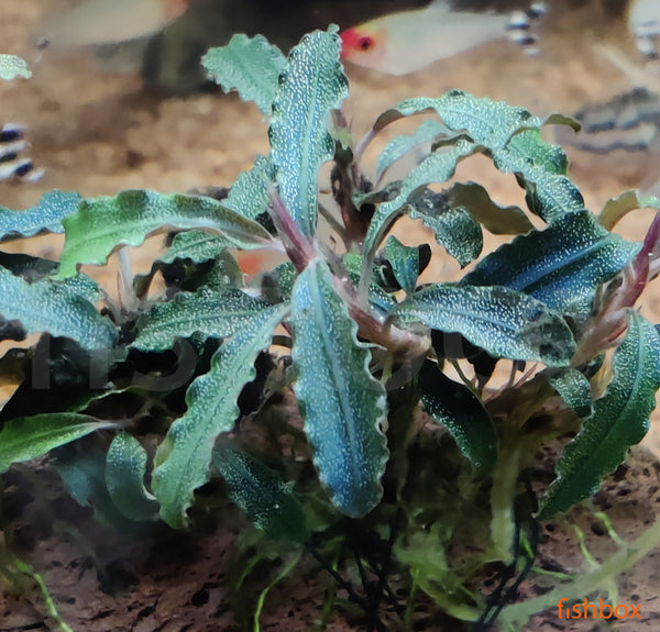 Bucephalandra sp 'Kedagang' - fishbox