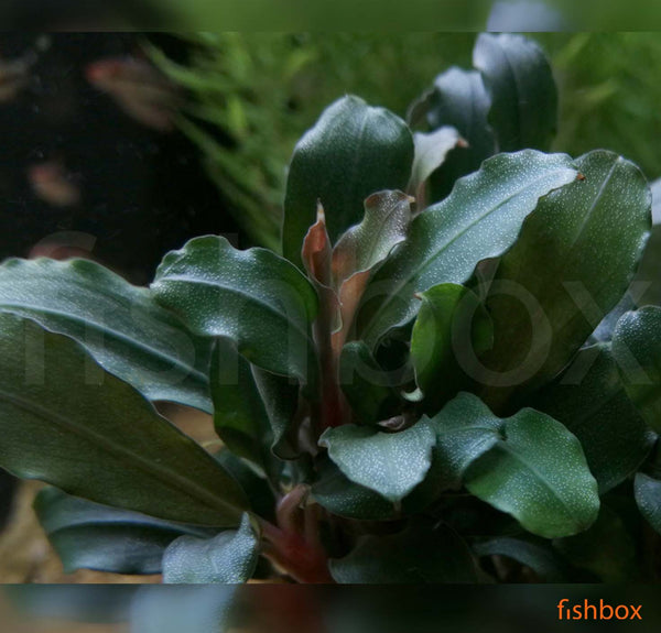 Bucephalandria Green Velvet - fishbox