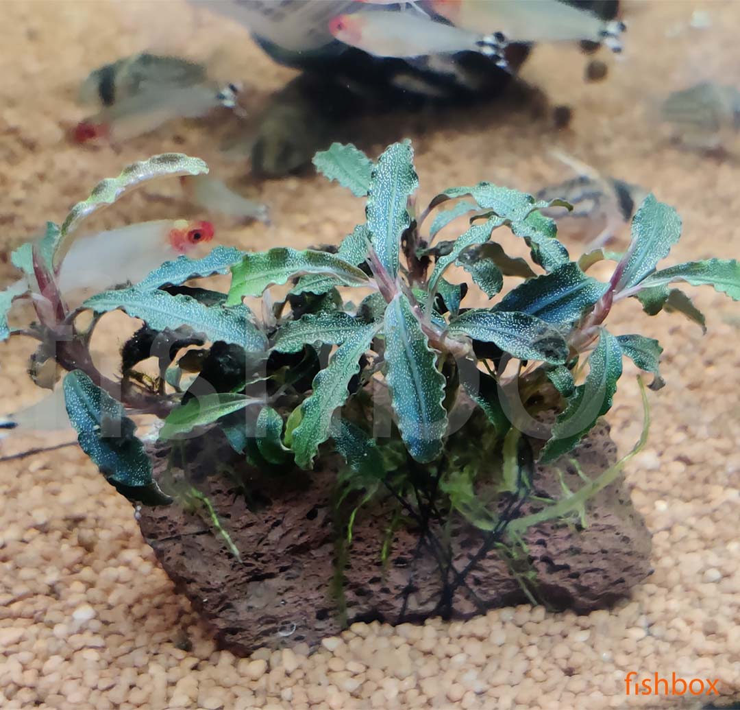 Bucephalandra sp 'Kedagang', na lava plošči - fishbox