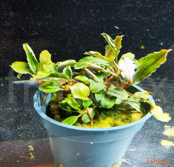 Bucephalandra  biblis 'Red' - fishbox