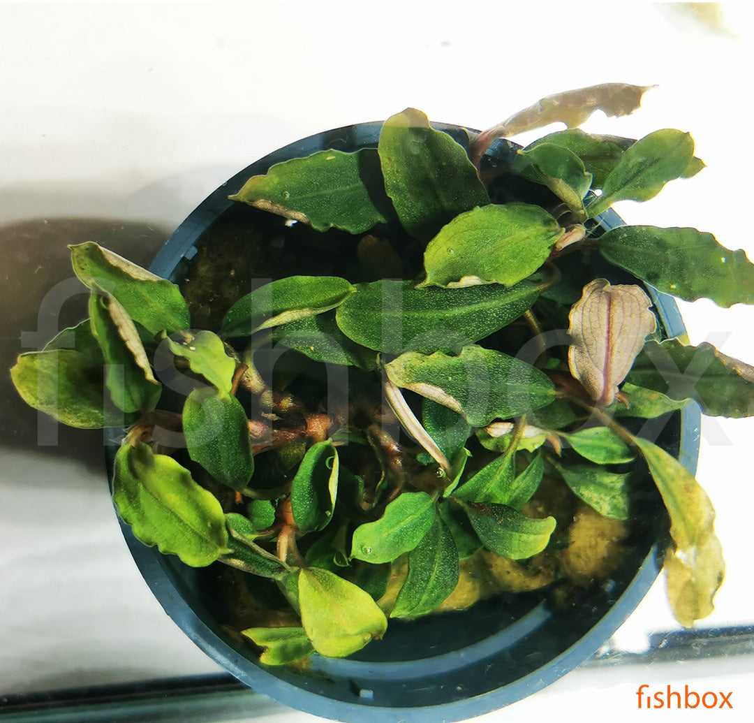 Bucephalandra  biblis 'Red' - fishbox