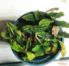 Bucephalandra  biblis 'Red' - fishbox