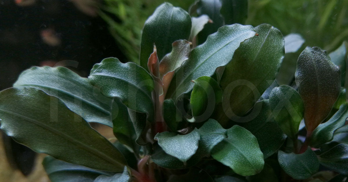 Bucephalandra spec. ´Wavy Leaf´ In-Vitro - fishbox