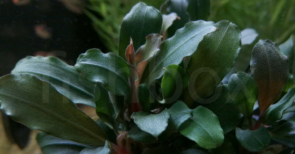 Bucephalandra spec. ´Wavy Leaf´ In-Vitro - fishbox