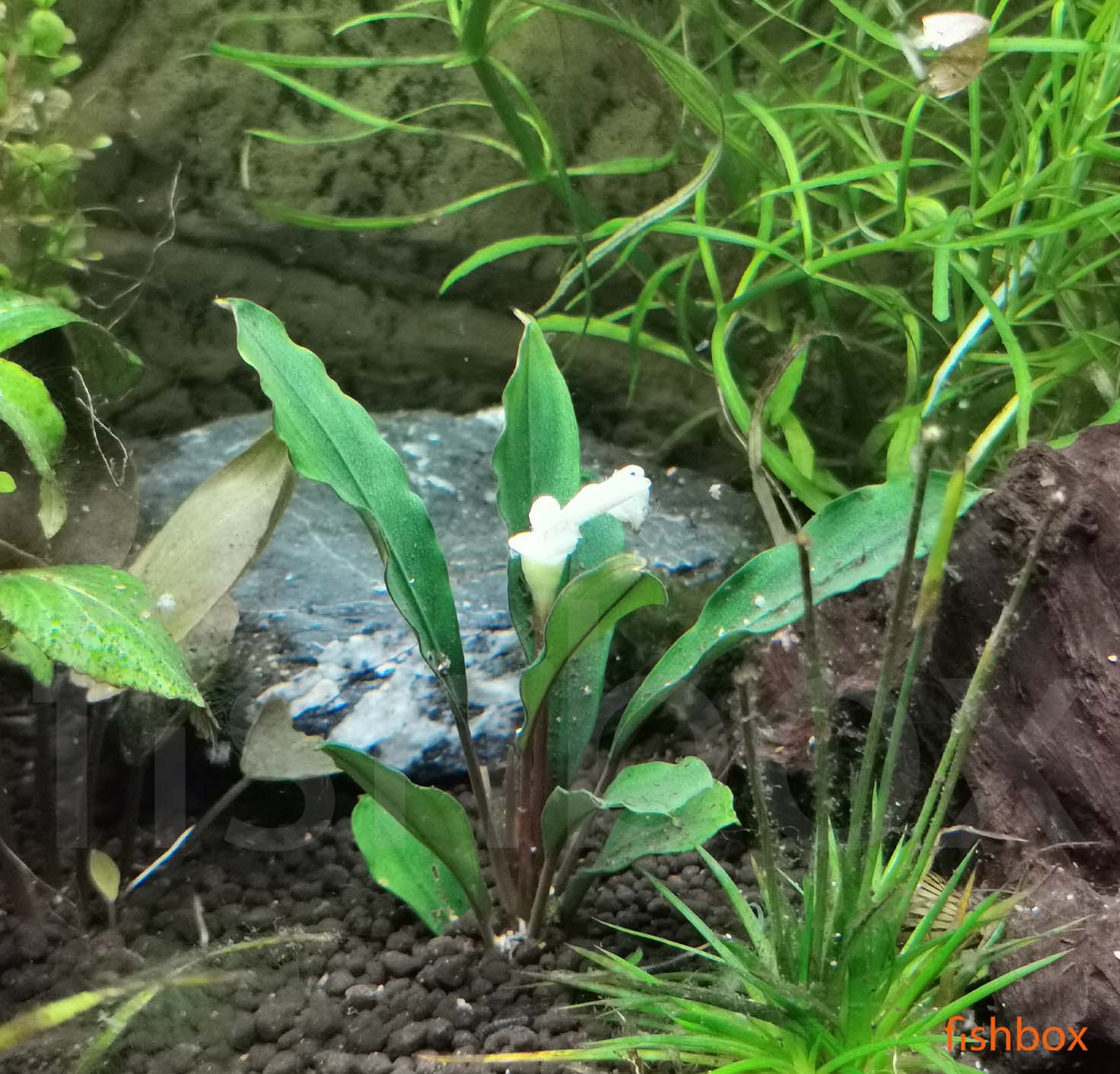 Bucephalandra theia - fishbox