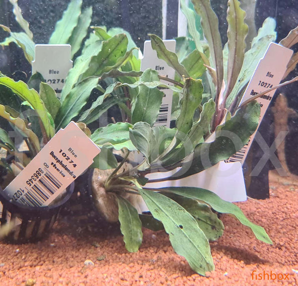 Bucephalandra theia - fishbox