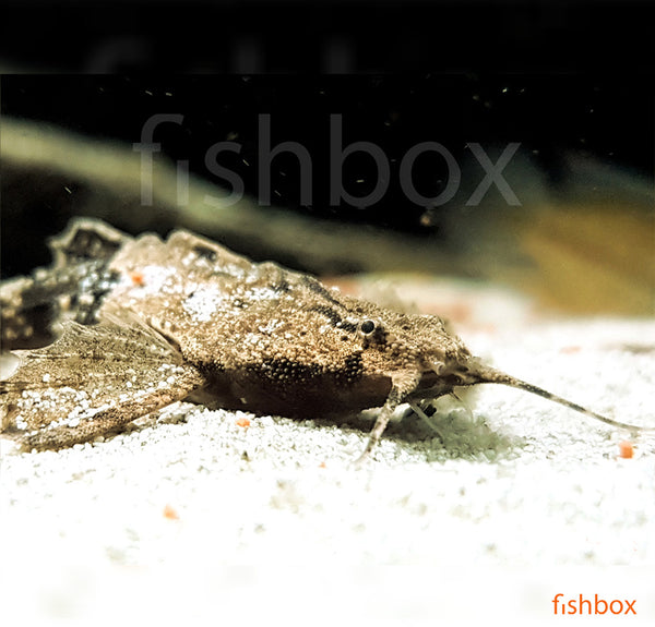 Bunocephalus coracoideus - som ponvičar / Banjo catfish - fishbox