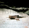 Bunocephalus coracoideus - som ponvičar / Banjo catfish - fishbox
