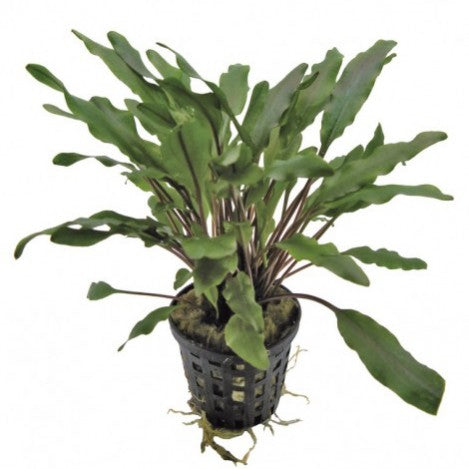 Cryptocoryne Undulatus Red