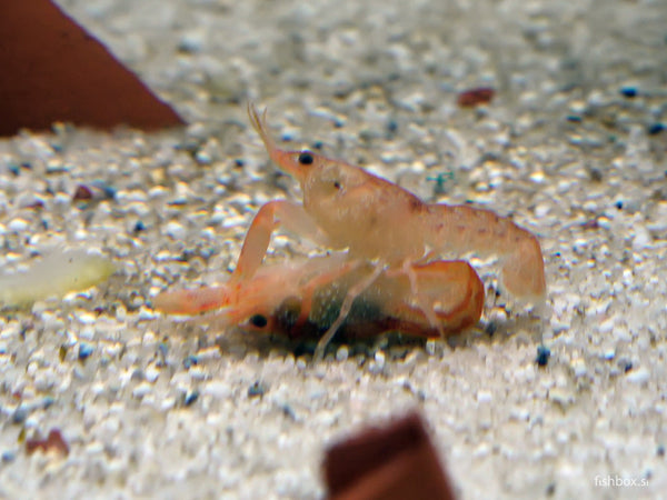 Cambarellus patzcuarensis - fishbox