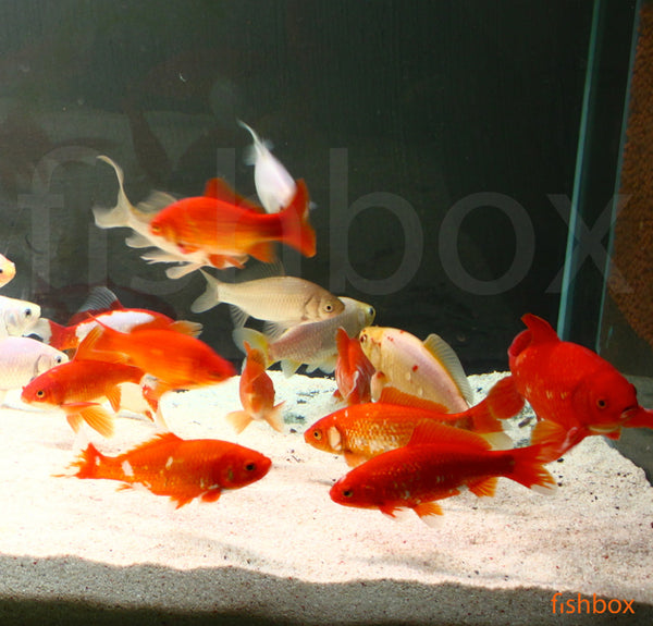 Carassius auratus - zlata riba - fishbox
