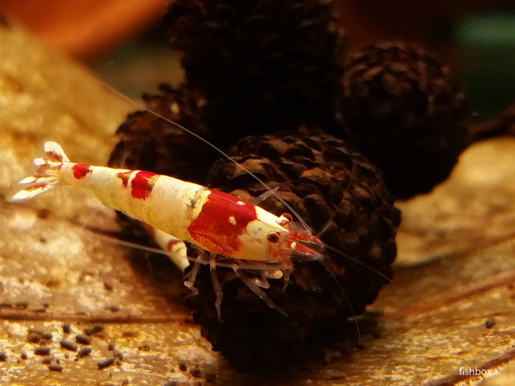 Caridina logemanni 