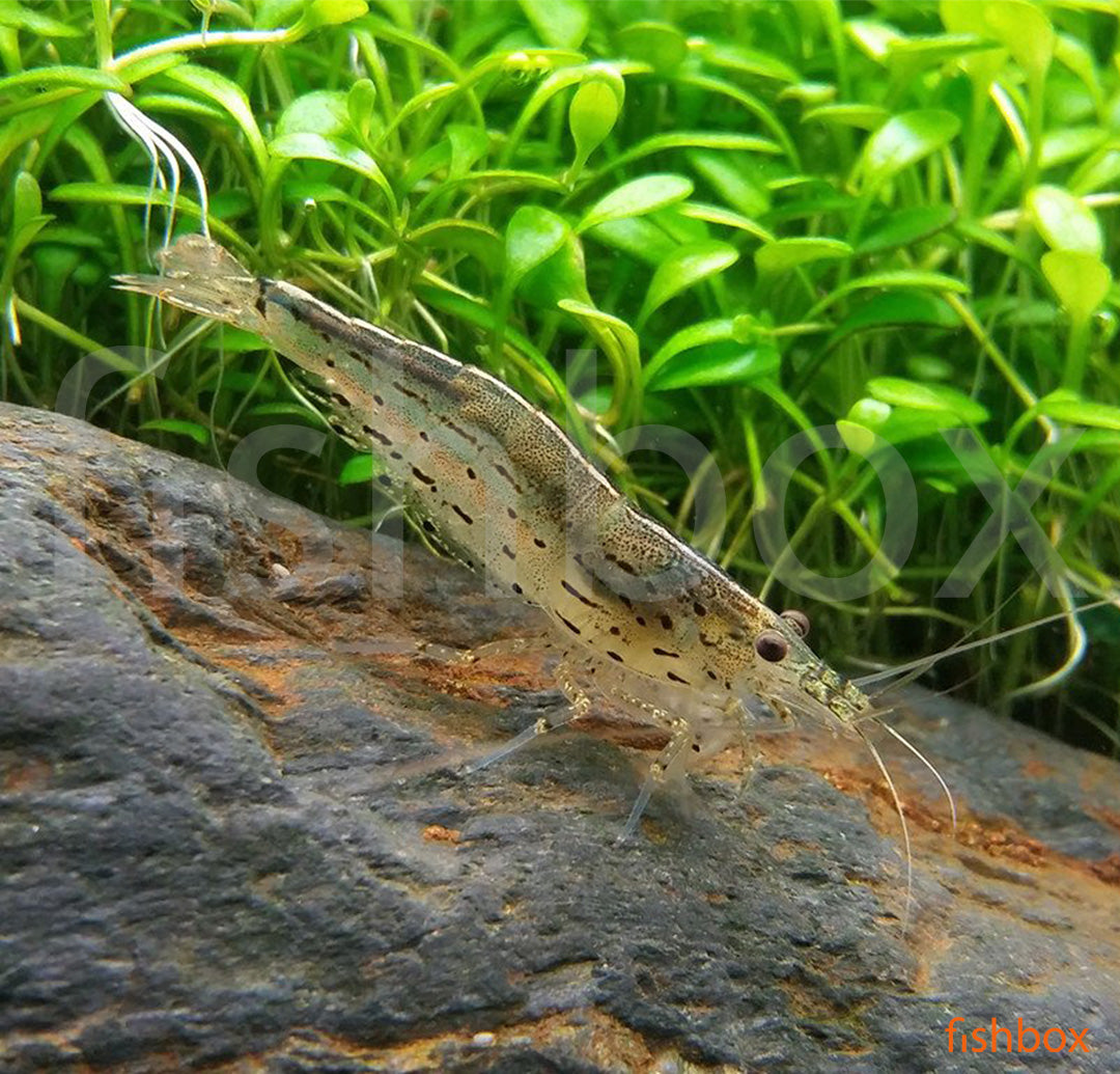 Caridina japonica – japonska somornična kozica / Amano shrimp