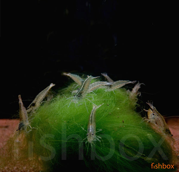 Caridina japonica – japonska somornična kozica / Amano shrimp