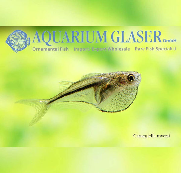 Carnegiella myersi - pritlikava golšarica / Pygmy Hatchetfish