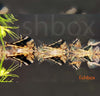 Carnegiella strigata - marmorna golšarica / Marbled Hatchetfish - fishbox