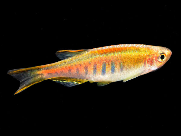 Celestichthys choprae - fishbox