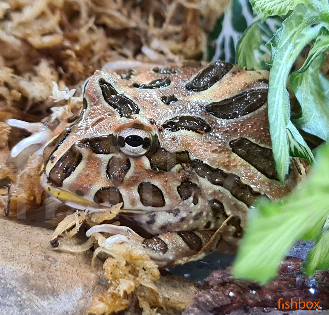Ceratophrys cranwelli / Cranwell's horned frog COFFEE - fishbox