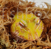 Ceratophrys cranwelli / Cranwell's horned frog ALBINO - fishbox