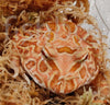 Ceratophrys cranwelli / Cranwell's horned frog STRAWBERRY - fishbox