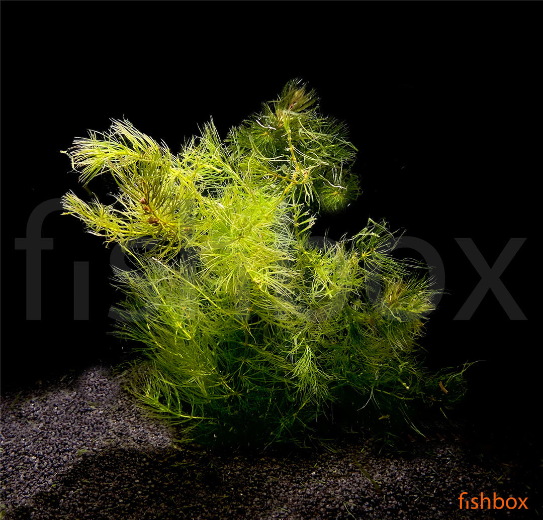 Ceratophyllum demersum - fishbox