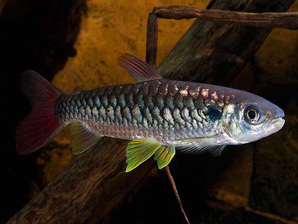 Chalceus erythurus