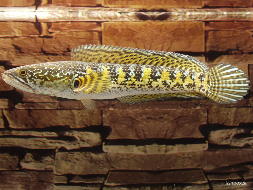 Channa aurantimaculata - fishbox