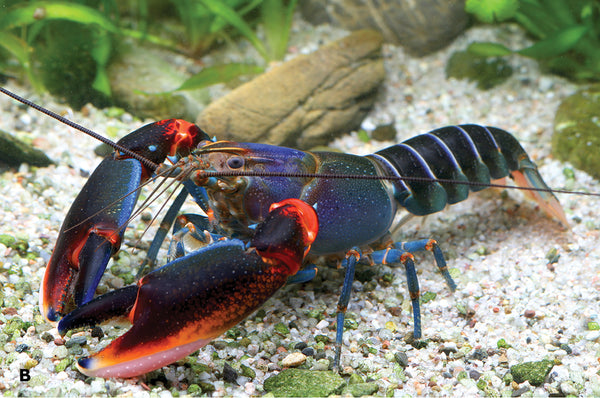 Cherax gherardii