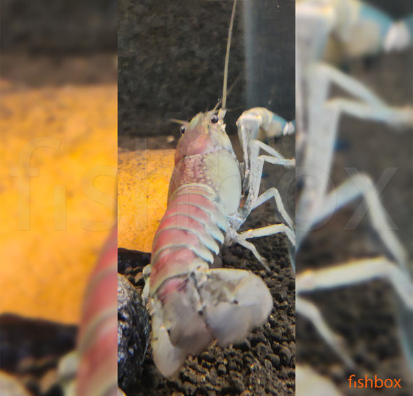 Cherax pulcher GREEN - fishbox