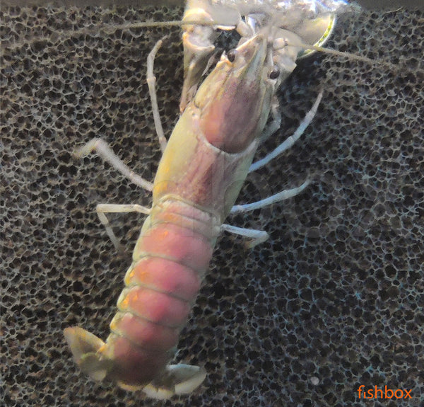 Cherax pulcher GREEN - fishbox