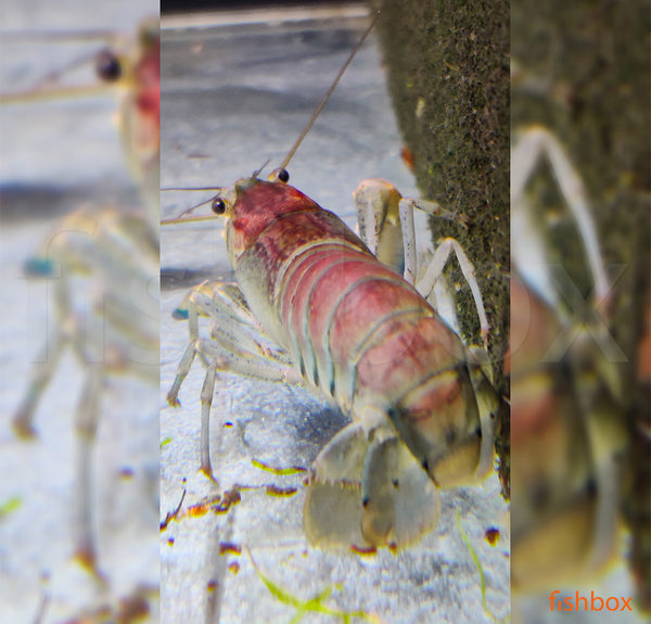 Cherax pulcher GREEN - fishbox